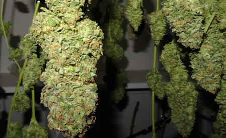 indoor growing room